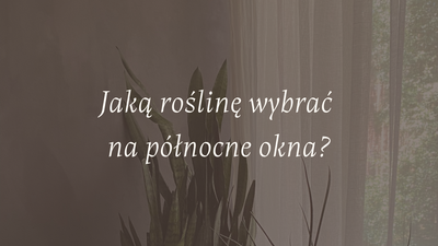 Jaką roślinę wybrać na północne okna?