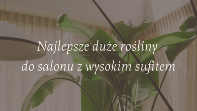 Najlepsze duże rośliny do salonu z wysokim sufitem