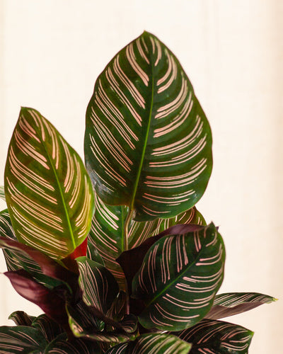 Calathea ornata 'Sanderiana' - pielęgnacja