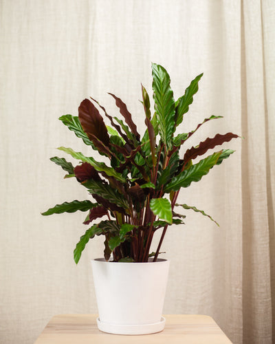 Calathea rufibarba - pielęgnacja