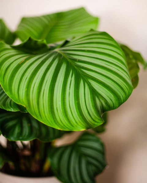 Calathea (Kalatea) - pielgnacja  Plants For Humans