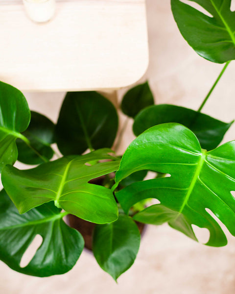 Monstera deliciosa  pielgnacja  Plants For Humans