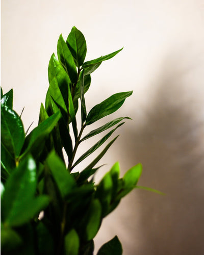 Jak dbać o zamiokulkasa?