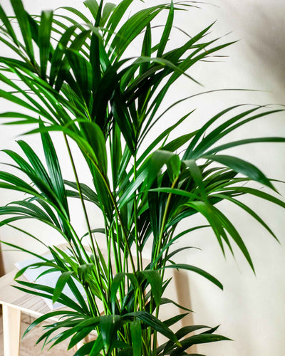 Howea forsteriana - pielęgnacja