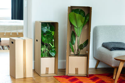 Gdzie kupić dużą roślinę doniczkową? Porównanie opcji z dostawą