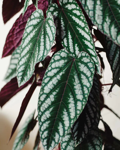 Cissus discolor — pielęgnacja