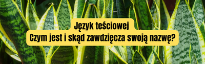 Język teściowej — skąd ta nazwa i co naprawdę wiadomo o sansewierii