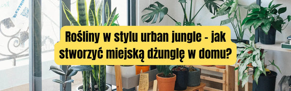 Rośliny w stylu urban jungle – jak stworzyć miejską dżunglę w domu?