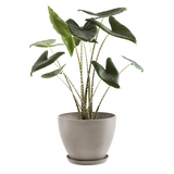 Donica Antwerp taupe