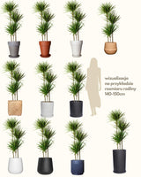 Remek z Tanzanii XXL