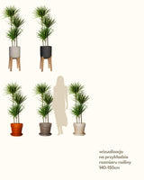 Remek z Tanzanii XXL