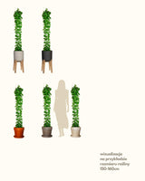 Cezary z Zimbabawe XXL