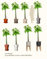 Artur z Gwatemali 3XL