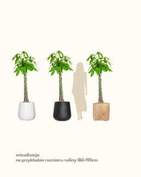 Artur z Gwatemali 3XL