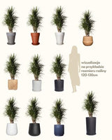 Michał z Madagaskaru XXL