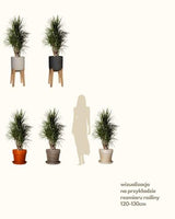 Michał z Madagaskaru XXL