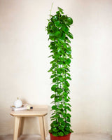 Cezary z Zimbabawe XXL