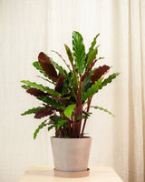 Adrianna z Nikaragui