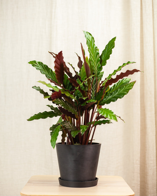 Adrianna z Nikaragui