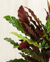 Adrianna z Nikaragui