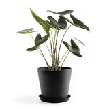 Donica Amsterdam antracyt