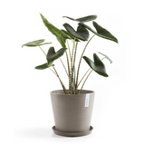 Donica Amsterdam taupe