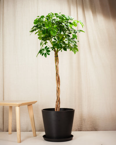 Krzyś z Tajwanu XXL - drzewko