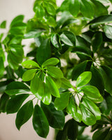 Krzyś z Tajwanu XXL - drzewko