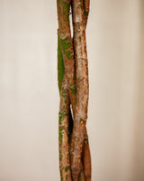 Krzyś z Tajwanu XXL - drzewko