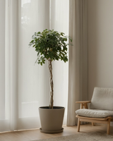 Krzyś z Tajwanu XXL - drzewko