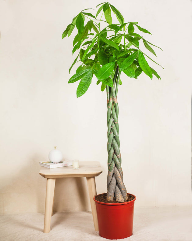 Artur z Gwatemali 3XL