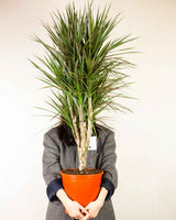 Michał z Madagaskaru XXL