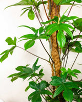 Wojtek z Wenezueli XXL