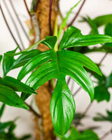 Wojtek z Wenezueli XXL