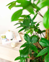 Wojtek z Wenezueli XXL