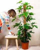 Wojtek z Wenezueli XXL