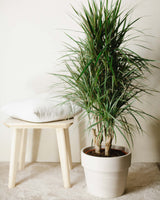 Michał z Madagaskaru 3XL