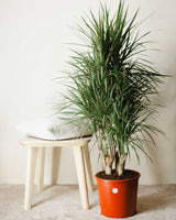 Michał z Madagaskaru 3XL