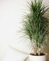 Michał z Madagaskaru XXL