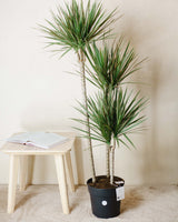 Remek z Tanzanii XXL