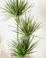 Remek z Tanzanii XXL