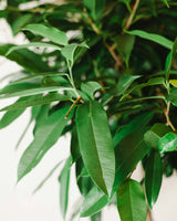 Ambroży z Malezji XL