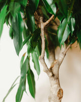 Ambroży z Malezji XL