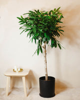 Ambroży z Malezji XL