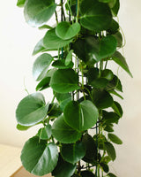 Cezary z Zimbabawe XXL