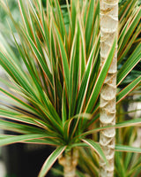 Remek z Tanzanii XXL