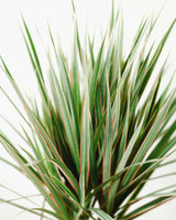 Remek z Tanzanii XXL