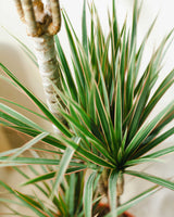 Remek z Tanzanii XXL