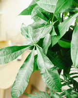 Artur z Gwatemali 3XL