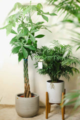 Artur z Gwatemali 3XL